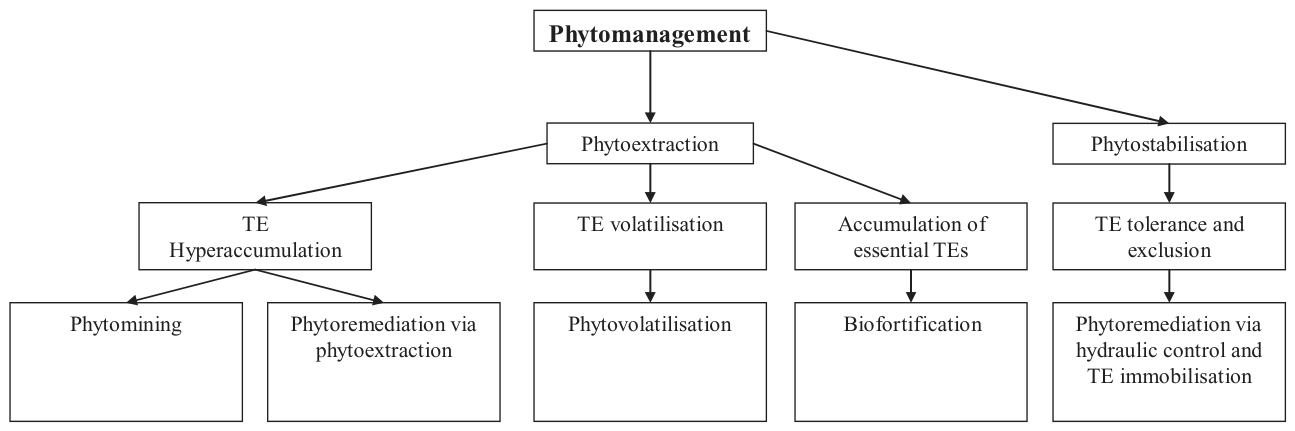 FIG. 3. The relationship of various “phyto” technologies to phytomanagement.