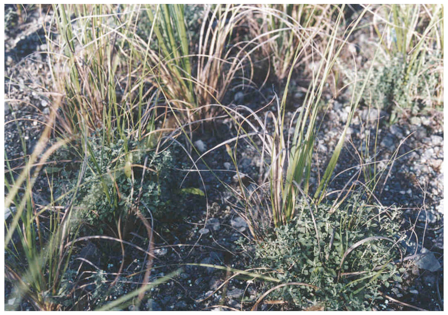 FIG. 9. Vegetation succession on mine tailings. Alyssum bertolonii (Desv.) establishes on the Ni and Mg rich tailings, which have a low organic matter content. A.bertolonii adds organic matter to the soil, allowing the e