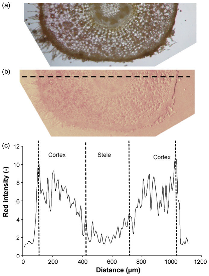 Fig. 2. Microscopic image of a root cross-section of Ni-hyperaccumulator plant B. coddii grown in the Ni-spiked soil and stained with DMG solution (a), the same image after processing using Karhunen-Loewe transformation