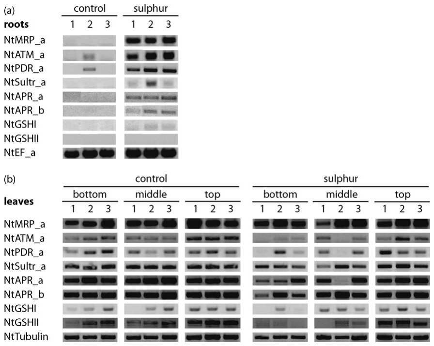 Fig. 2. Gene expression (qualitative RT-PCR) in roots (a) and shoots (b) of tobacco plants grown in a Cd-contaminated field after 6 years of annually repeated sulphur amendments (sulphur) and under control conditions (co