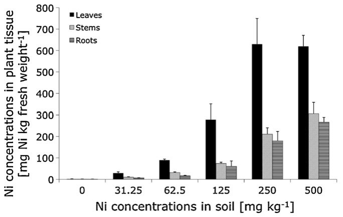 Fig. 5. Average Ni concentration in leaves, stems and roots measured using ICP-OES (n = 3). Fresh weight values were calculated from dry weight values multiplied by the dry weight/fresh weight ratio of 0.16 for leaves an