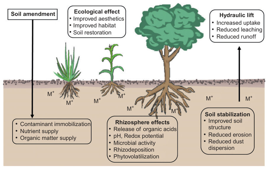 Figure 1 Schematic diagram illustrating the potential action of phytostabilization on contaminants in soil.