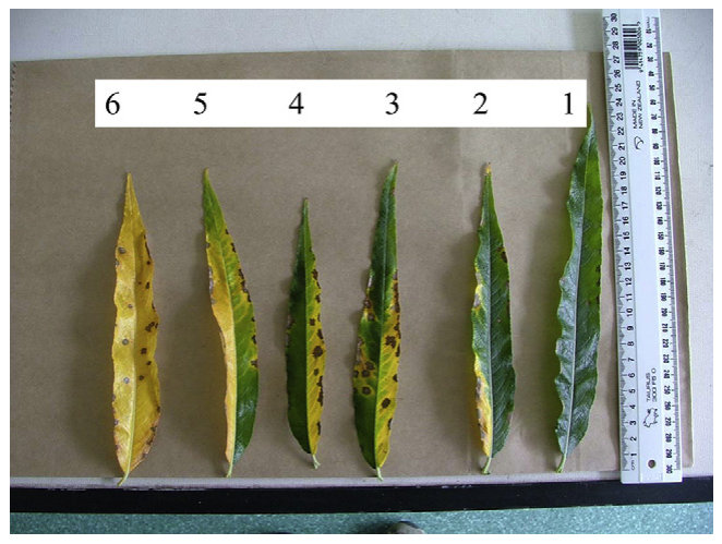 Fig. 3 e Example of chlorotic leaves indicating the effects of increasing DE application rates: leaves 1e2 from treatment p0.25, 3e4 treatment p0.5, 5e6 treatment p1.