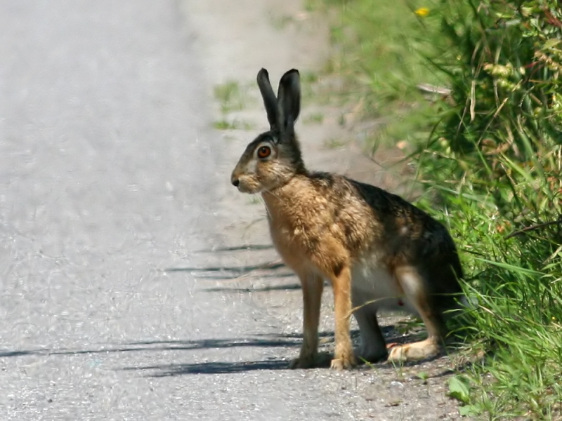 A brown hare sitting in grassland