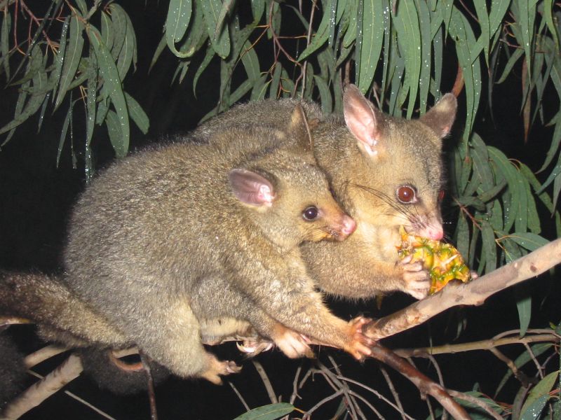 A common brushtail possum